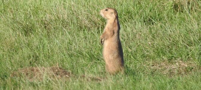 The Wildlife Loop