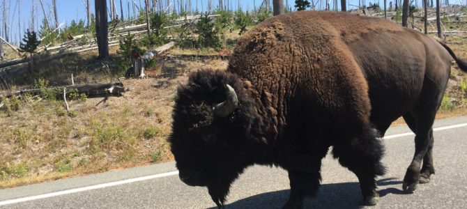 Tips for Yellowstone