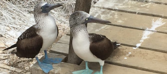 Click Here for Boobies! (the Blue-Footed Kind!)